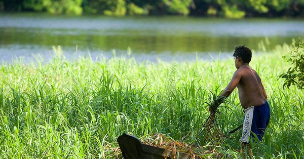 Forests â€˜essentialâ€™ for the future, UN agriculture chief spells out in new report