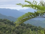 New UN agency guidelines aim to sustain forest benefits for future generations