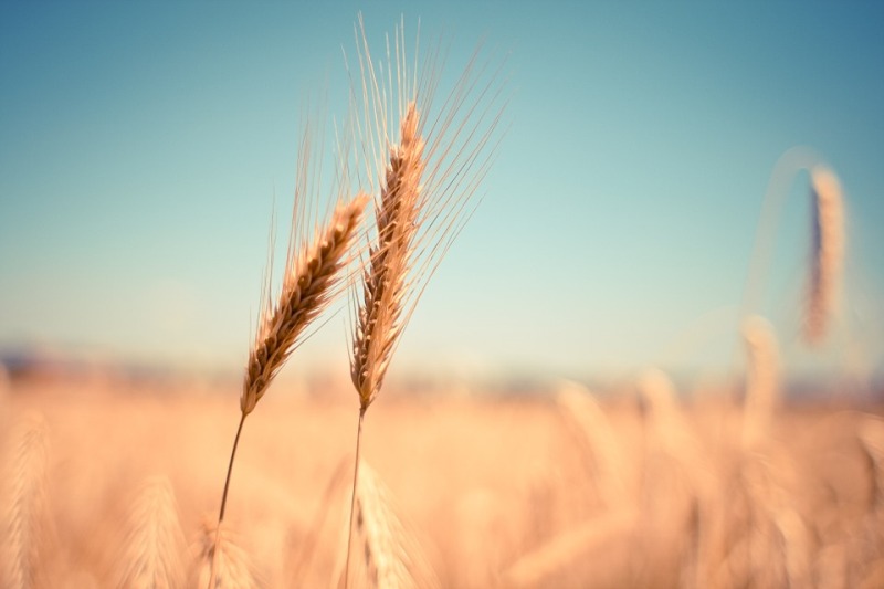 Pakistan government decides to import 4m MT of wheat