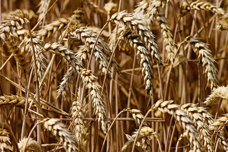 Pakistan has less than three weeks of wheat reserves left