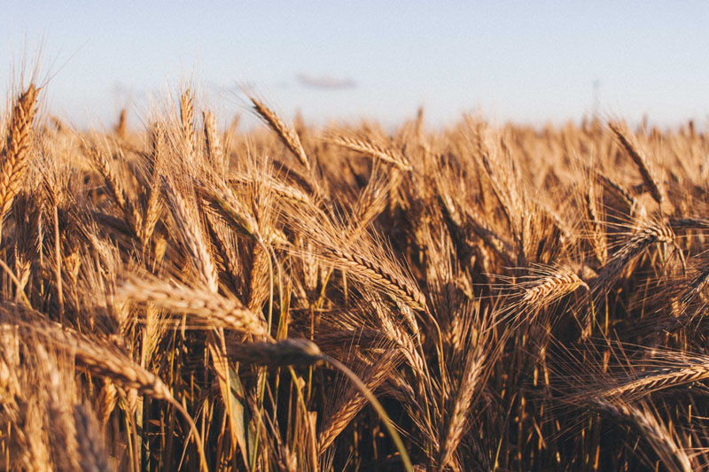 Pakistan: Gilgit-Baltistan government facing backlash as wheat price spikes