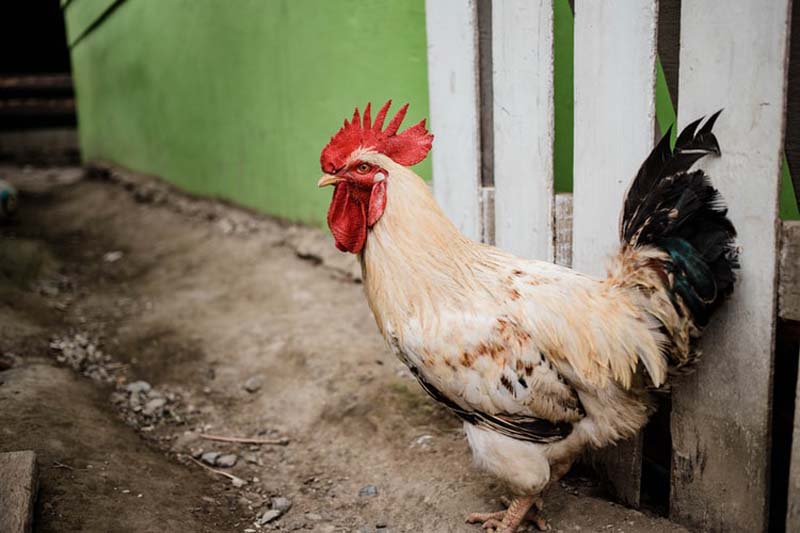 Japan's worst bird flu forces culling of 10 million chickens