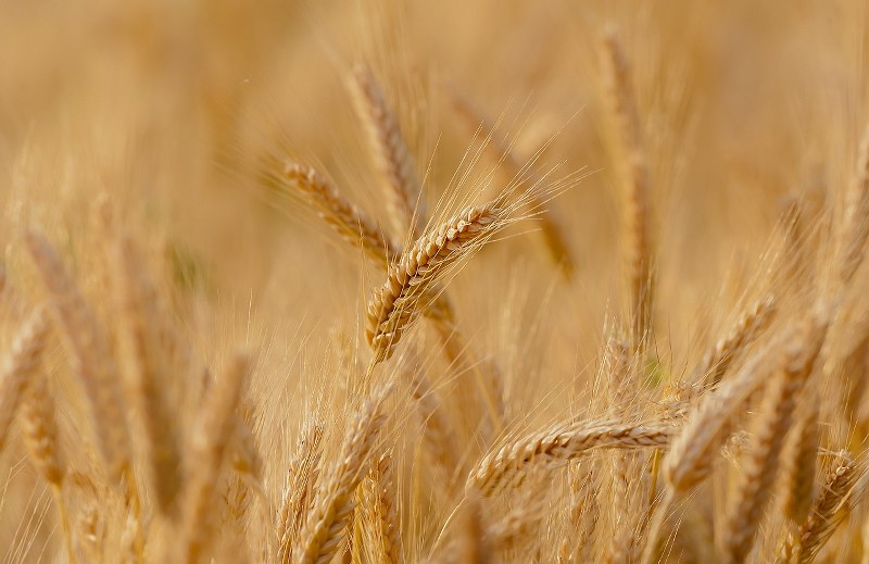 Pakistan: Punjab faces 27 percent water scarcity in Kharif crop season