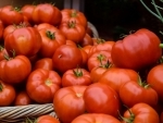 Price of tomato crosses Rs. 200 per kilogram in Pakistan ahead of Eidul Azha 